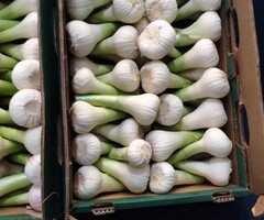 ثوم للتصدير - محصول 2026