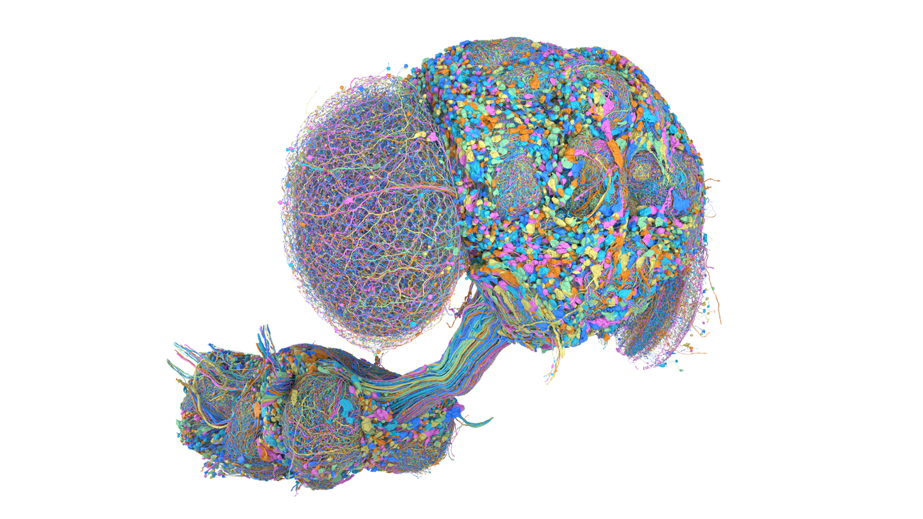 Revolutionizing Neuroscience: The Comprehensive Brain Map of the Male Fruit Fly